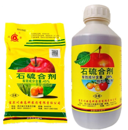 月季清园时的注意事项