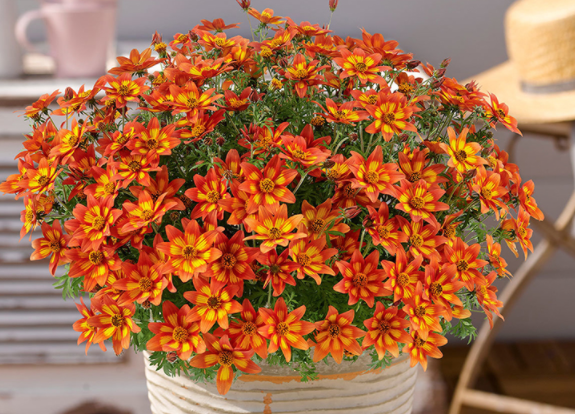 金悠菊（鬼针草）简介
