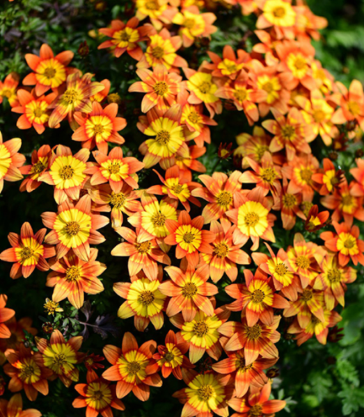 金悠菊（鬼针草）简介