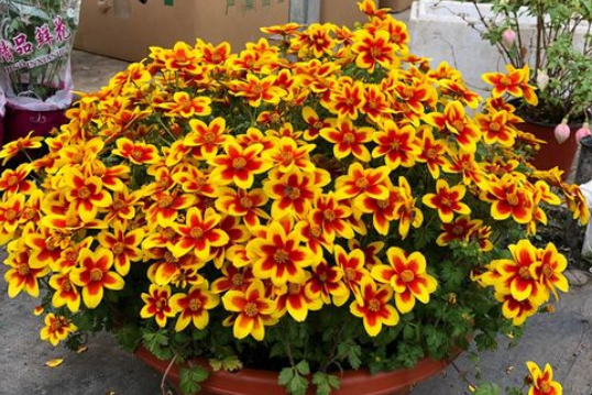 金悠菊（鬼针草）简介