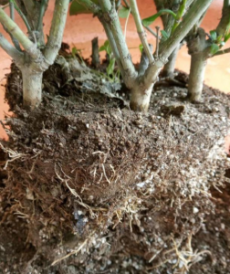 黄泥巴土的植物怎么洗根 黄泥土植物的根部清洗方法