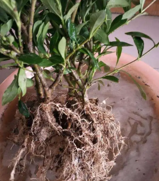 黄泥巴土的植物怎么洗根