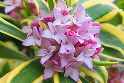 瑞香花冬季怎么养护和管理 瑞香花冬季养护与管理技巧