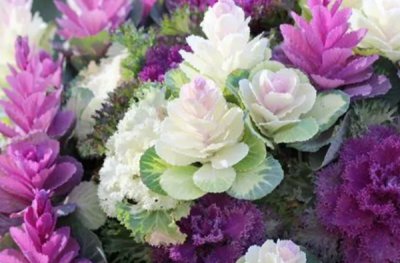 适合秋冬季养的漂亮花 适合秋冬养的美丽花卉