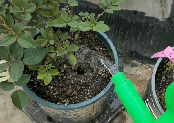 新手如何养好月季花苗子