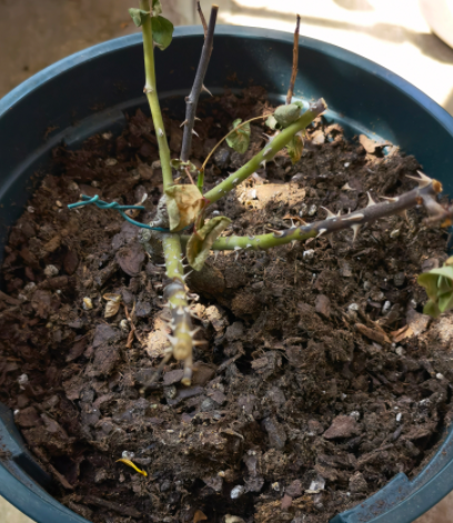 新手如何养好月季花苗子