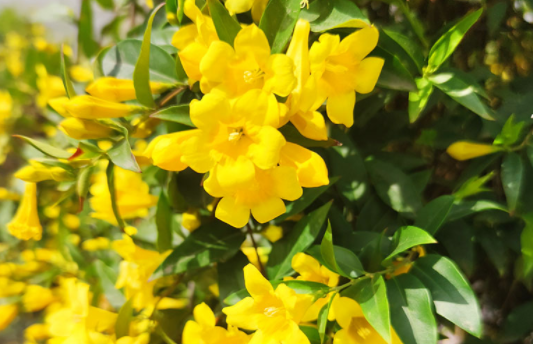 法国香水茉莉秋冬管理重点