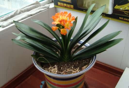 养了5年的君子兰不开花