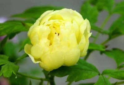 牡丹花几月份种最合适 什么时候适合种植牡丹花？
