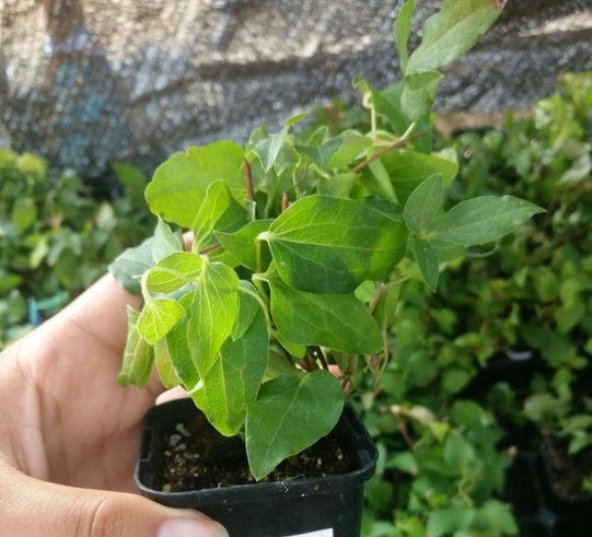 铁线莲需要打顶吗？