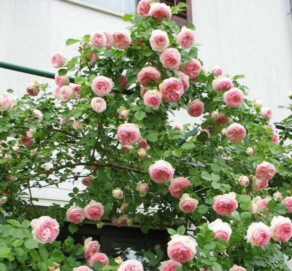 藤本月季可以牵引了吗？