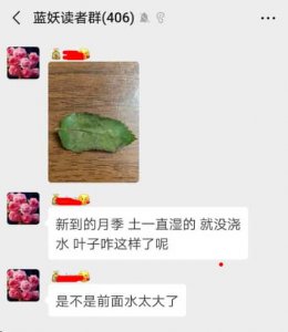 春天买月季花苗这个雷你不要踩 千万别错过春季购买月季花苗的好时机