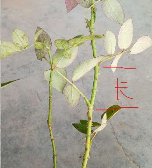 春天买月季花苗这个雷你不要踩