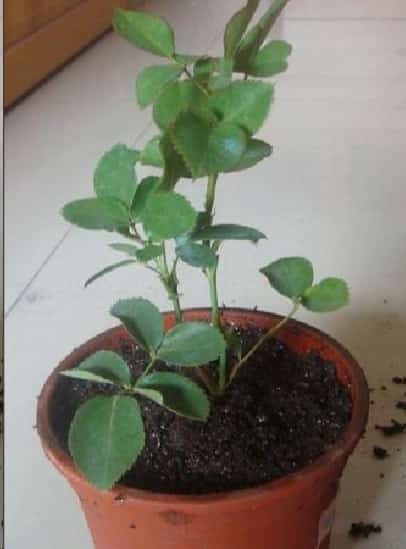 春天买月季花苗这个雷你不要踩