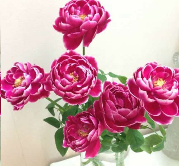 月季真的可以每个月都开花吗看他是怎么做到的？