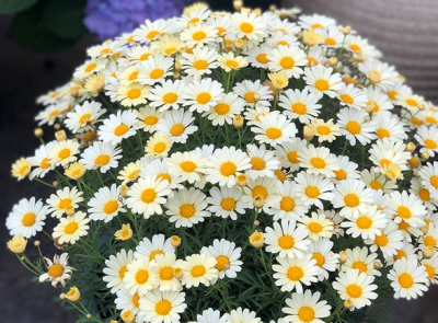 玛格丽特度夏方法 玛格丽特菊度夏这样做