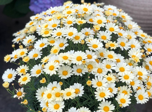 玛格丽特度夏方法