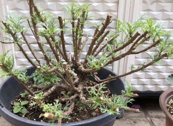 玛格丽特度夏方法