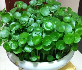 夏天养的铜钱草枯了怎么救活？ 夏天养的铜钱草枯萎了怎么办？