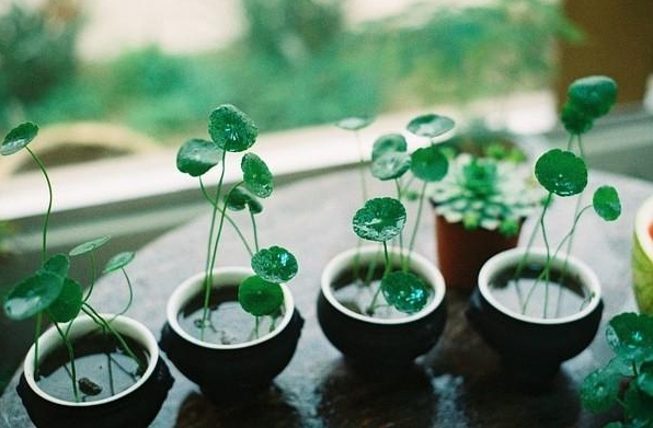 夏天养的铜钱草枯萎了怎么办？