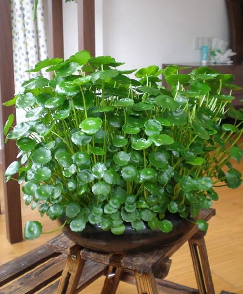 夏天养的铜钱草枯萎了怎么办？