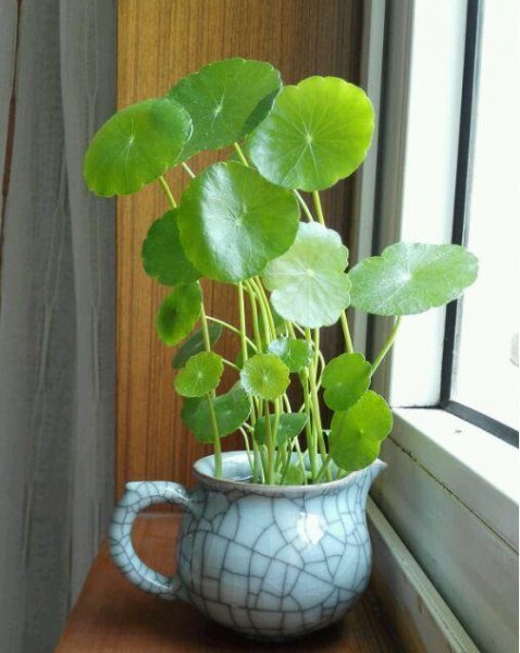 夏天养的铜钱草枯萎了怎么办？