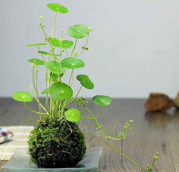夏天养的铜钱草枯萎了怎么办？