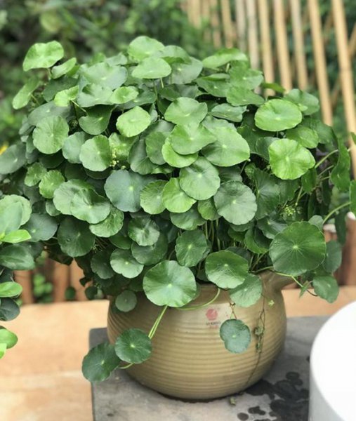 夏天养的铜钱草枯萎了怎么办？