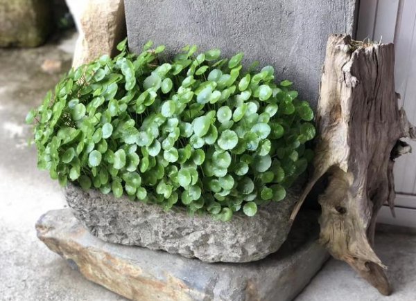 夏天养的铜钱草枯萎了怎么办？