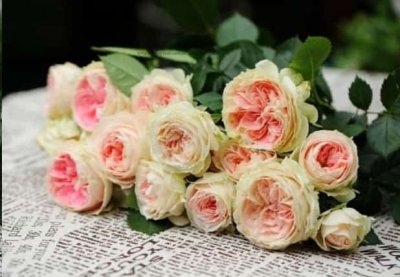 广东种月季首选这15种