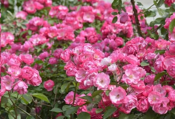 广东种月季首选这15种