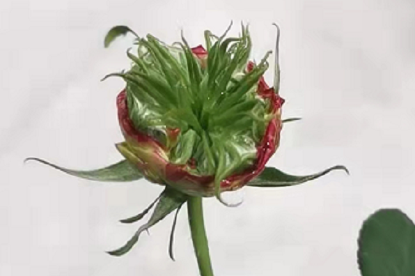 月季花为什么会长鼻毛？