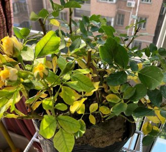 夏季月季容易闷根的原因 月季入夏后为什么很容易闷根？