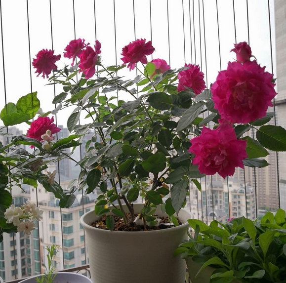 月季入夏后为什么很容易闷根？