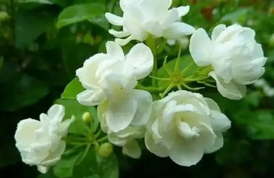 茉莉花的寓意和象征是什么？风水有什么说法？