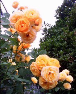 月季花的花苞越来越小 月季花花苞渐细