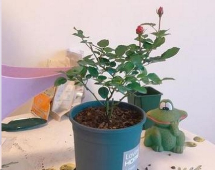 月季花的花苞越来越小