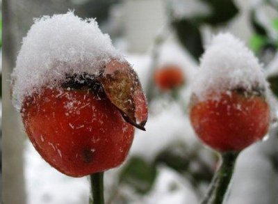 月季花也可以用种子繁殖？ 月季花能通过种子繁殖吗？