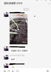 月季苗很弱别轻易扒开根系 小心处理月季苗根系避免损伤