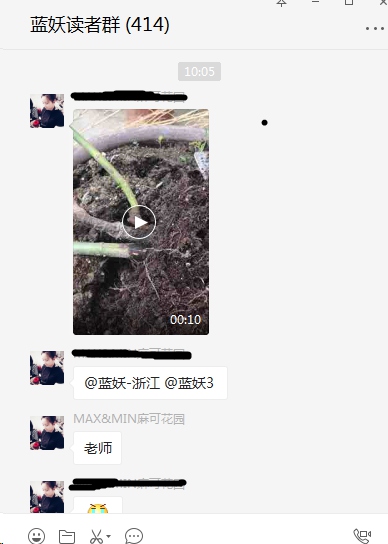 月季苗很弱别轻易扒开根系