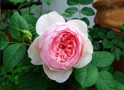 想要月季花开第二季 期盼月季花再次绽放