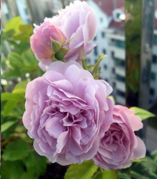 想要月季花开第二季