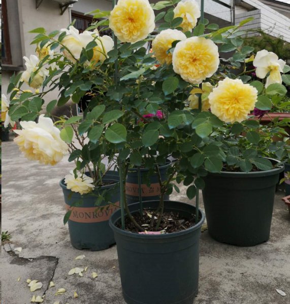 想要月季花开第二季