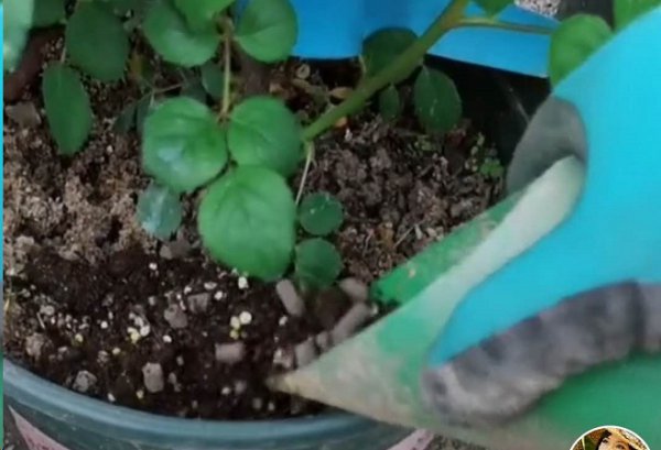 想要月季花开第二季