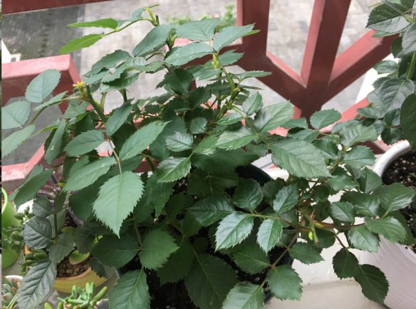 想要月季花开第二季