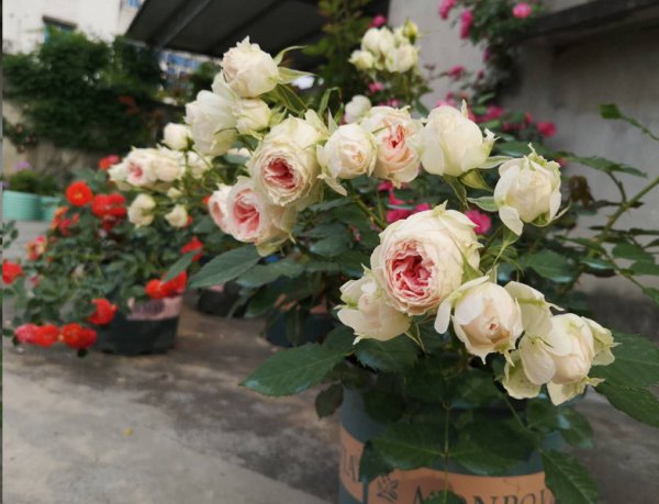 想要月季花开第二季