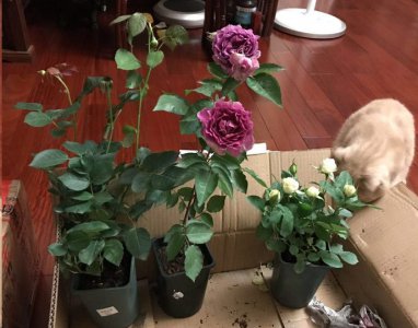 新买的月季苗全是花苞要掐吗？ 新买的月季苗全是花苞要怎么处理？