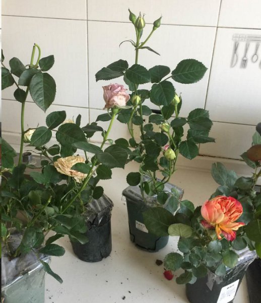 新买的月季苗全是花苞要掐吗？
