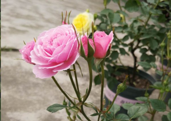 新买的月季苗全是花苞要掐吗？