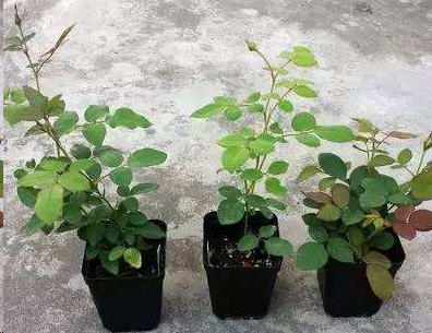 新买的月季苗全是花苞要掐吗？